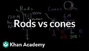 Photoreceptors (rods vs cones) | Processing the Environment | MCAT | Khan Academy
