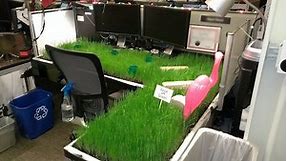 21 Fun Office Pranks in 2024 That Won't Get You Fired