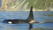 Facts about orcas (killer whales)