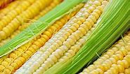 How to Grow Sweet Corn: The Complete Guide