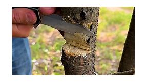 Grafting fruit trees: various techniques