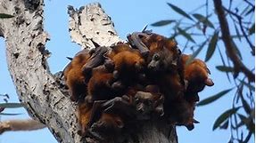 🦇 Grey headed Flying Foxes (Pteropus poliocephalus) in large colony