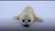 Top 3 Cutest Baby Seals