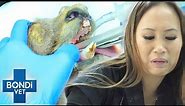 Infected Pus Spreads From Baby Kangaroo's Tooth to Jawbone 🤢 | Bondi Vet Clips | Bondi Vet
