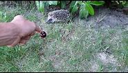 Hedgehog rolls into a ball