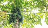 What Months Are Papaya Trees Ready for Picking?