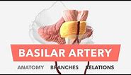 Basilar Artery - Anatomy, Branches & Relations