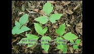 How to Identify Poison Ivy - Easy Toxic Plant Identification