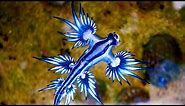 The Blue Sea Dragon - Animal of the Week