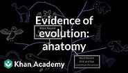 Evidence of evolution: anatomy | Evolution | Middle school biology | Khan Academy
