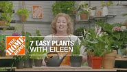 7 Easy Indoor Plants with Eileen | Indoor House Plants | The Home Depot