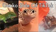 Gecko Side Of TikTok
