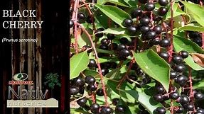 Black Cherry (Prunus serotina)