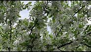 White Flowering Crabapple Trees | Spring Snow Crabapple Blossoms