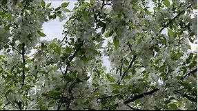 White Flowering Crabapple Trees | Spring Snow Crabapple Blossoms