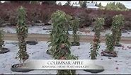 Columnar Apple - Plant Highlight