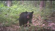 Small black bear jaw chomping, huffing and blowing.