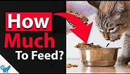 How much cat food should I feed my cat a day? - Cat Food Feeding Guide 101