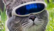 Cool cat rocks the trendiest sunglasses like a pro!