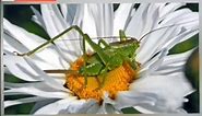 grasshopper life cycle||insect life cycle||gk||grasshopper laying eggs