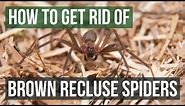 How to Get Rid of Brown Recluse Spiders (4 Easy Steps)