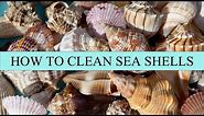 How to clean sea shells. My process for getting crusty, grimy sea shells gorgeous again.