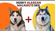 Husky Alaskan Malamute Mix AKA Alusky