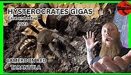 HYSTEROCRATES GIGAS ( Cameroon red baboon tarantula)