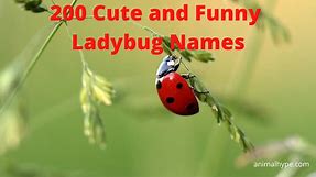 480 Adorable Ladybug Names for Your Garden's Gem - Animal Hype