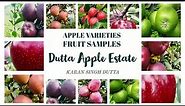 Apple varieties Fruit Samples - DUTTA APPLE ESTATE