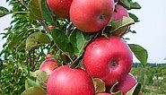 Tasty Red Urban Apple: Gurney's Fruit Trees