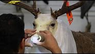 White tailed deer shoulder mount, Deer Taxidermy, Art of Taxidermy, Saskachewan Deer.