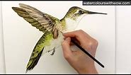 How to paint realistic hummingbird feathers in watercolor by Anna Mason