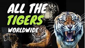 Meet All The Tiger Species Worldwide 🐅