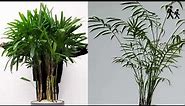 Bamboo Palm (Chamaedorea seifrizii) Plant Image and Video