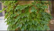 Parthenocissus tricuspidata - Boston Ivy