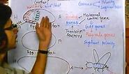 Developmental biology part 5, developmental biology of drosophila