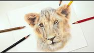Learn to Draw a Realistic Lion using Colored Pencil | Drawing Tutorial