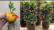Best Skills How to grow Orange tree from orange fruit in pots