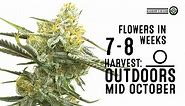 Blueberry x OG Kush Feminized Cultivar Facts