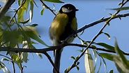 Ptice Hrvatske - Velika sjenica, mužjak (Parus major) (Birds of Croatia - Great Tit, male) (2/10)