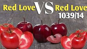Red Love v/s Red Love 1039/14 #Red_Love Apple Lastest Variety / Red Love Apple // New Red Love Apple