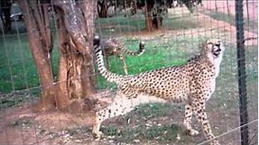 Cute Cheetah Meowing