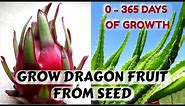Easiest Way to Sprout Dragon Fruit Seeds | 0 - 365 Days of Growth