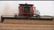 Steve Sauder Farms Soybean Harvest, Case IH 8120 Combine on 10-1-2014