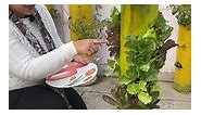 Leafy Vegetables in 6 inch PVC Pipe 😋 Leafy Vegetable Tower #pvcpipevegetables #UniqueFarming #terecegardening #organicfarming | Unique Farming