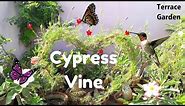 Cypress Vine //How to Grow and Care for Cypress Vine, Star Glory, Hummingbird Plant.[TERRACE GARDEN]