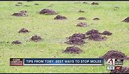 Tips from Toby: Best ways to stop moles