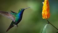 100 Hummingbird Quotes to Inspire Joy and Happiness