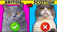 British Shorthair vs Scottish Fold - What You Need To Know
